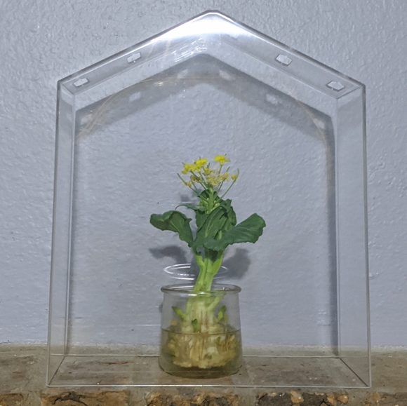 Other - 3/$15🍎Mini Greenhouse Cover